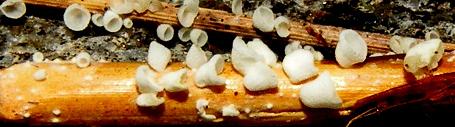 Cyphella goldbachii